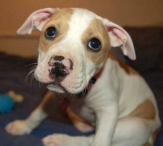 Pitbull Terrier Wallpaper Cute Puppy