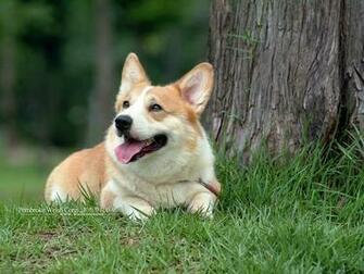 Dogs Pembroke Welsh Corgi Wallpaper