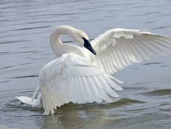 Swan Wallpaper