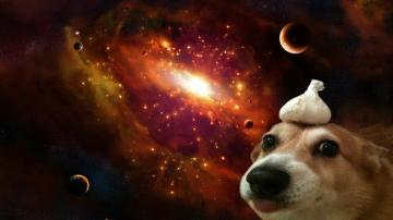 Dank Wallpaper Comp Animals Edition