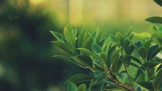 Fresh Air Leaves Nature Laurel Wallpaper Bay Land Healthy