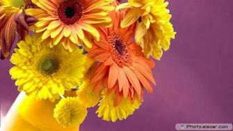Sixteen Beautiful Flowers High Definition Wallpaper