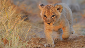 Lion Cub Walking Laptop HD 4k Wallpaper Image