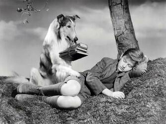 Rough Collie Pets Cute And Docile