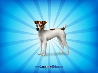 Jack Russell Terriers Wallpaper