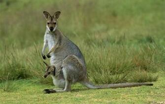 Kangaroo Wallpaper