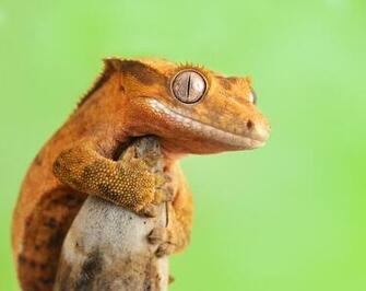 Crested Gecko Habitat HD Wallpaper Background Image