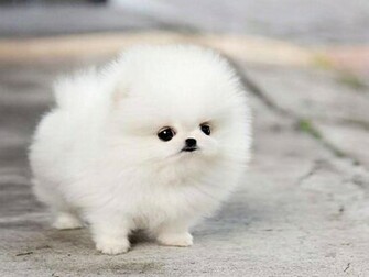 Teacup Pomeranian Puppy Maggie Wallpaper HD