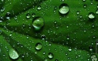 Raindrops Wallpaper