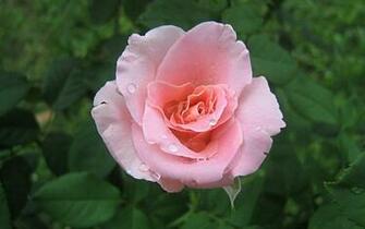 Pink Roses Widescreen Wallpaper