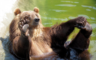 Bear Wallpaper