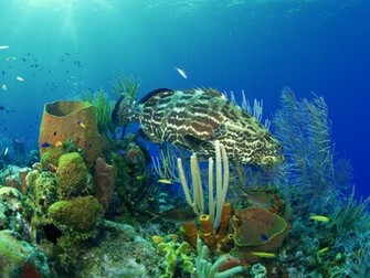 Underwater Creatures Wallpaper