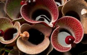 Wallpaper Plant Predator Nepenthes Kuvshinchik Image For