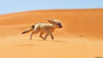 HD Fennec Fox Wallpaper Animals Library