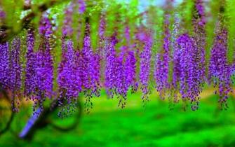 Wisteria Wallpaper