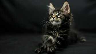 Maine Coon HD Wallpaper