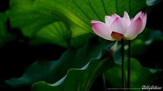 Pink Lotus Flower Wallpaper Pictures Image