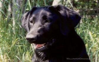 Black Labrador Wallpaper