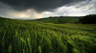 Nature Summer Season Wheat Wallpaper High Quality