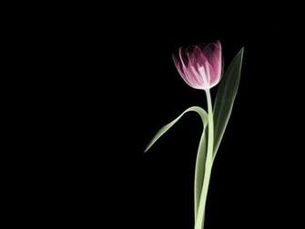 Flower Wallpaper X Ray