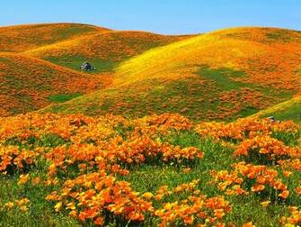 California Poppies Deedeeflower Wallpaper