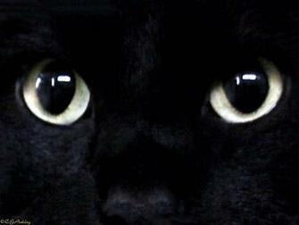 My Top Collection Black Cat Wallpaper