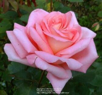 Best Victor Borge Rose Variety Of Flower Wallpaper