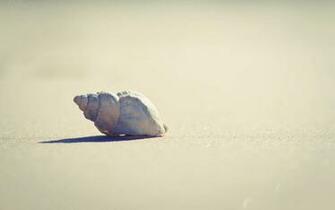 Lonely Seashell Desktop Pc And Mac Wallpaper