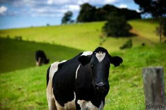 Cow Wallpaper