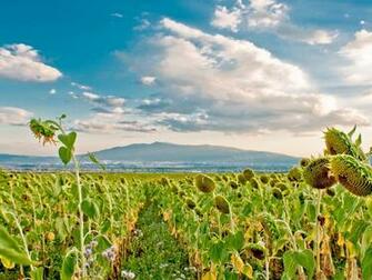 Field With Flowers Under The Sky Wallpaper Apps Directories