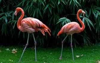 Flamingo Computer Wallpaper Desktop Background Id