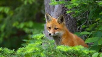 Youwall Cute Red Fox Wallpaper