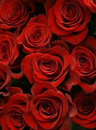 Valentines Day Flowers HD Wallpaper 1080px Hq Pictures Valentine S
