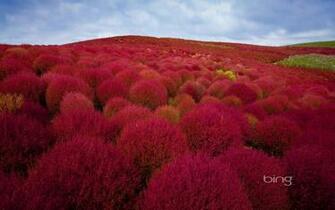 Burning Bush Plants In Hitachi Seaside Park Hitachinaka City Japan