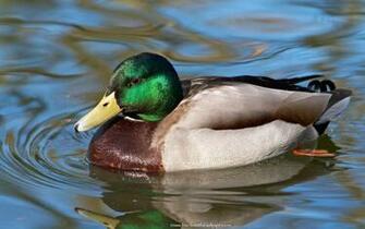 Mallard Duck Wallpaper