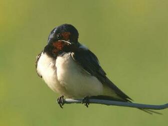 Barn Swallow Wallpaper