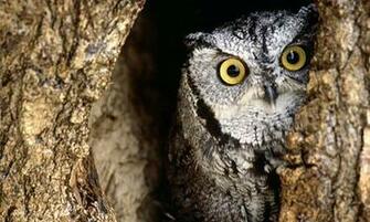 Peeking Hi Res Owl Wallpaper