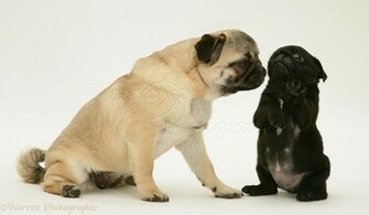 Black Pug Wallpaper Weddingdressin