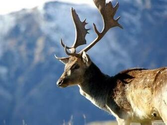 Deer Wallpaper For Cell Phones