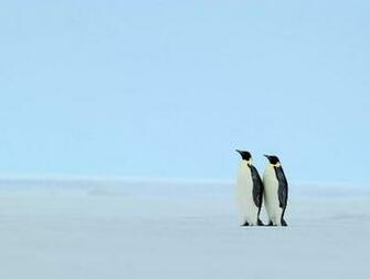 Gallery Animal Wallpaper Mix