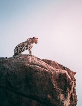 Leopard Pictures Image