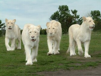 Beautiful White Lion Wallpaper