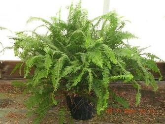 For Tropical Plants Or Other Plant Delivery Phoenix Delivers