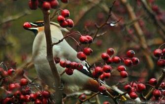 Christmas Bird Count Wallpaper Crazy Frankenstein
