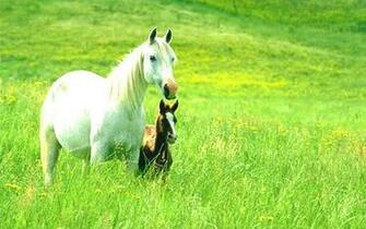 Beautiful Animal Wallpaper Random Image
