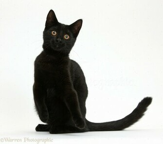Cat Sitting On A White Background Wallpaper Konclip Pictures To