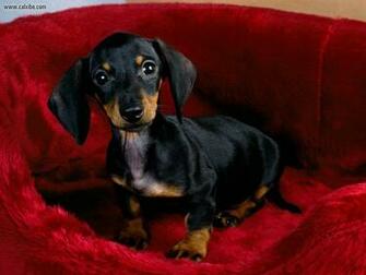 Animals Dachshund Puppy Picture Nr