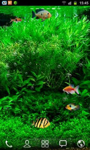 Fish Tank 3d Live Wallpaper Screenshot