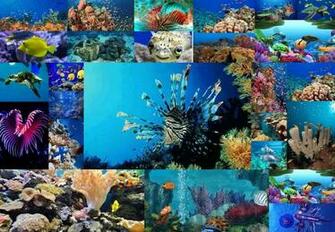 Marine Biology Background Biologist