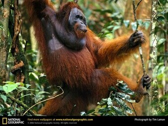 Orangutan Picture Desktop Wallpaper
